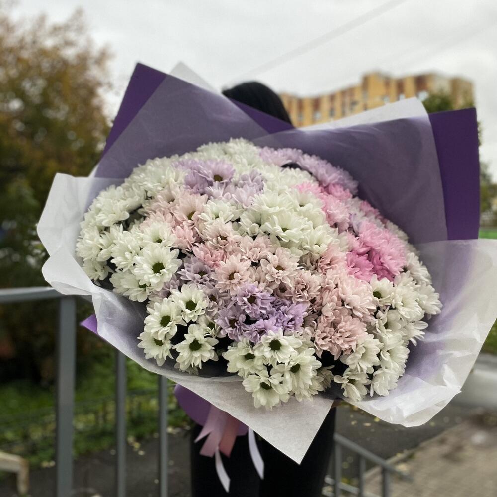 Радужный гигант хризантем Радужный гигант хризантем